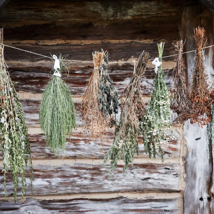 الطريقة المثلى لتجفيف الأعشاب لاستخدامها في وقت لاحق