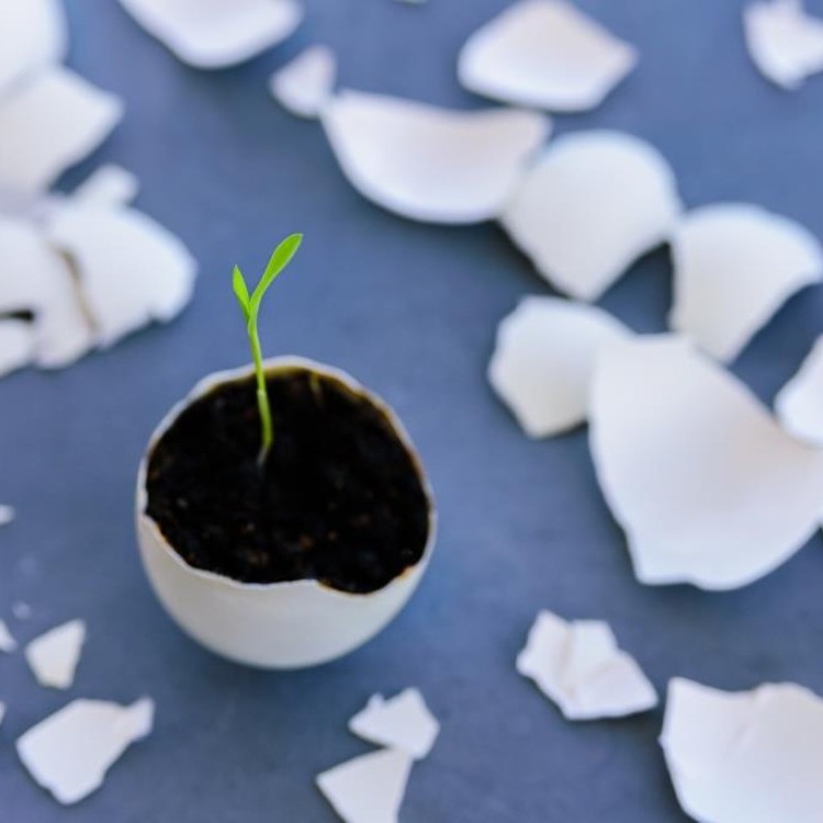 استخدام قشر البيض كسماد للنباتات