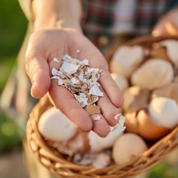 ما هي استخدامات قشر البيض في المطبخ؟