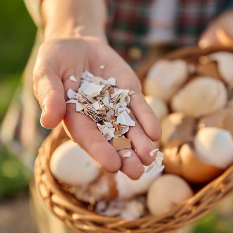 ما هي استخدامات قشر البيض في المطبخ؟